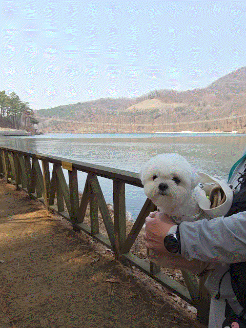 마장호수 출렁다리 이미지 29